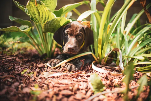 Bruine pup zit tussen groene tuinplanten op boomschors