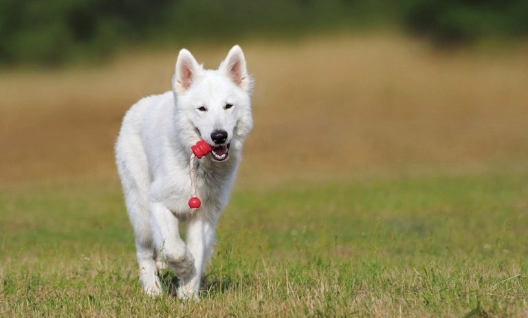 Witte hond rent door het gras