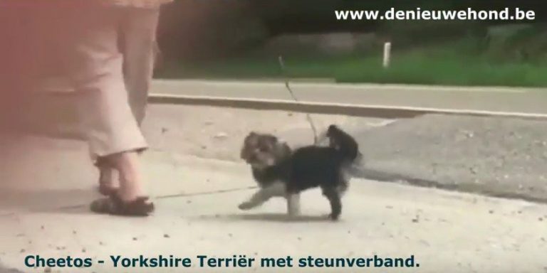 Beeld uit het oorspronkelijke verhaal over hond Cheetos