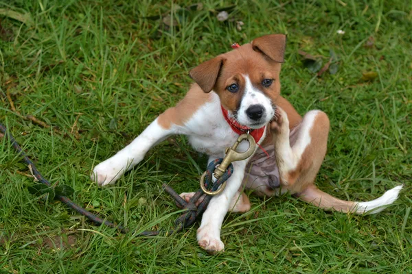 Pup krabt zich op het gras met een halsband en lijn ernaast