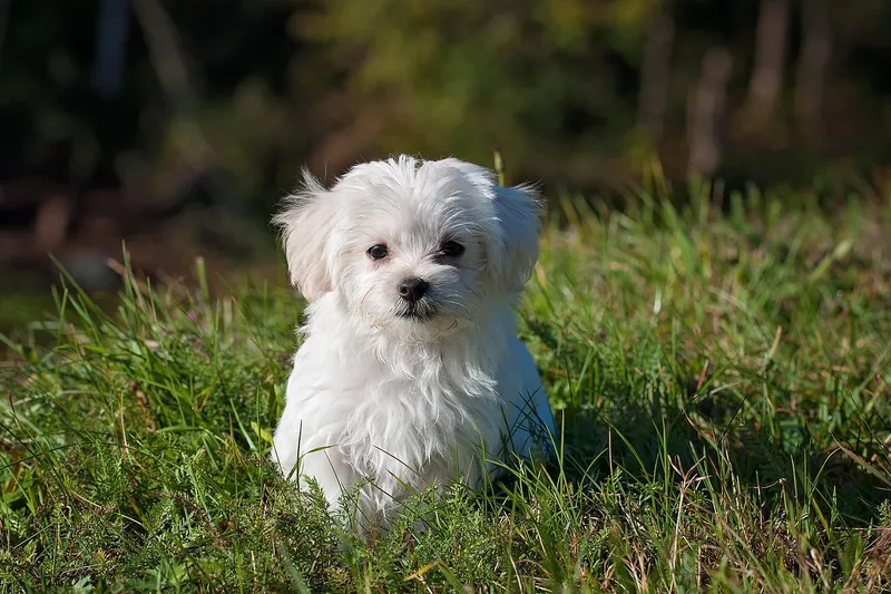 Witte Maltezerpup zit buiten in het gras