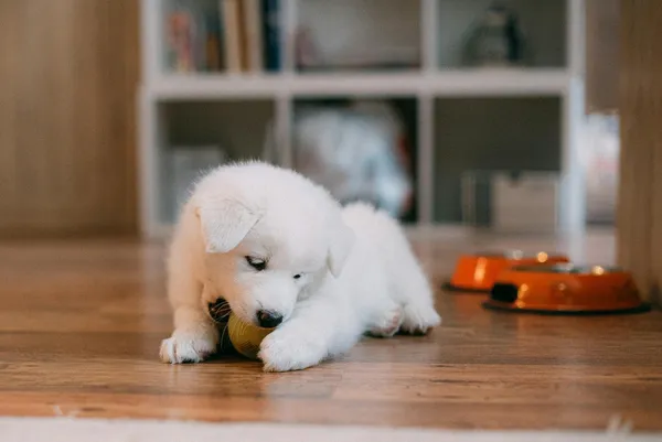 Witte pup op een houten vloer met speelgoed en een voerbak