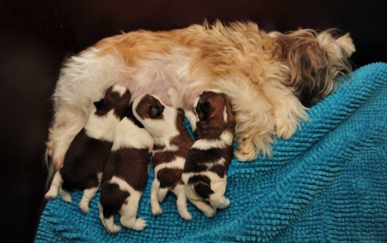 Moederhond voedt haar pups
