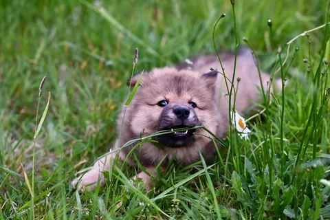 Pluizige pup ligt tussen gras en madeliefjes