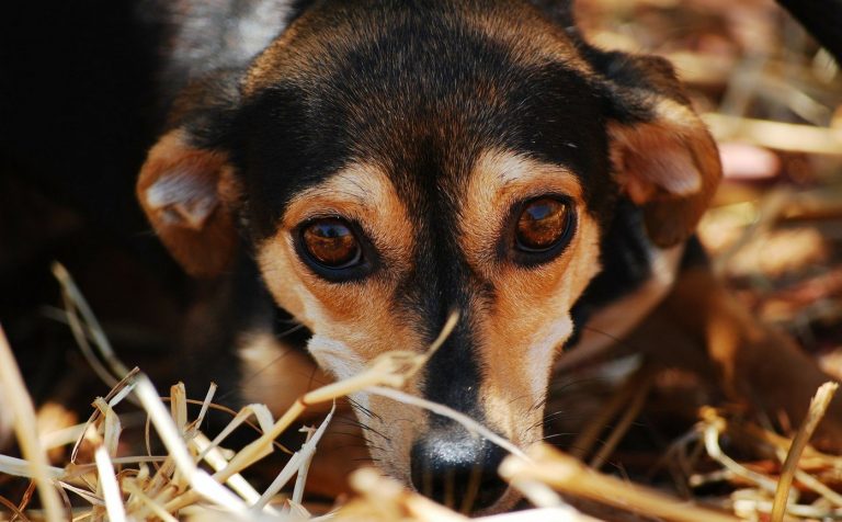 Kleine hond kijkt vanuit een mand met stro
