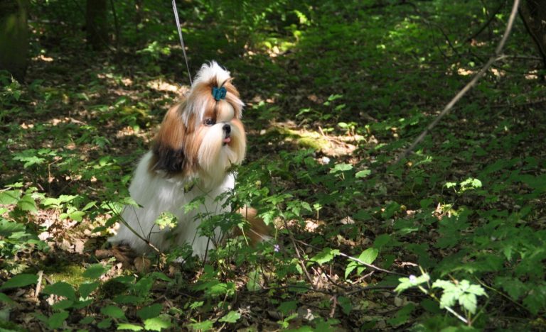 Shih Tzu op een bospad