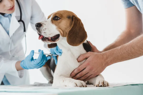 Hond wordt vastgehouden terwijl iemand met handschoenen een injectie geeft