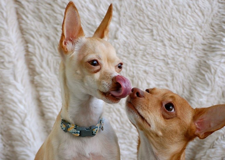 Twee kleine honden likken elkaar