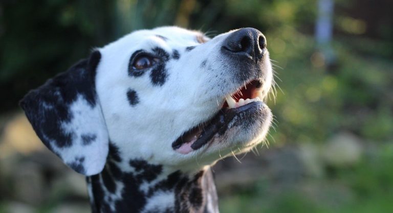 Dalmatiër met geopende bek