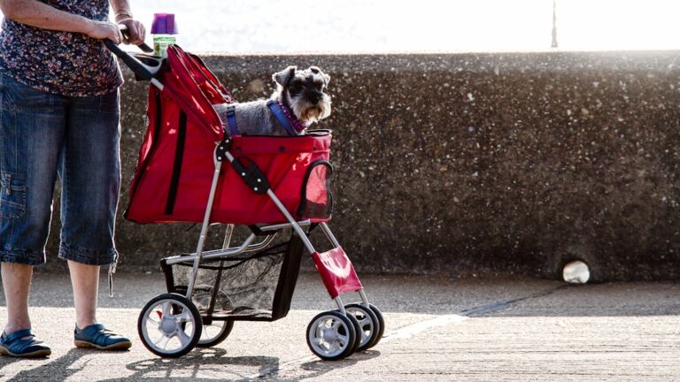 Hond zit in een hondenbuggy