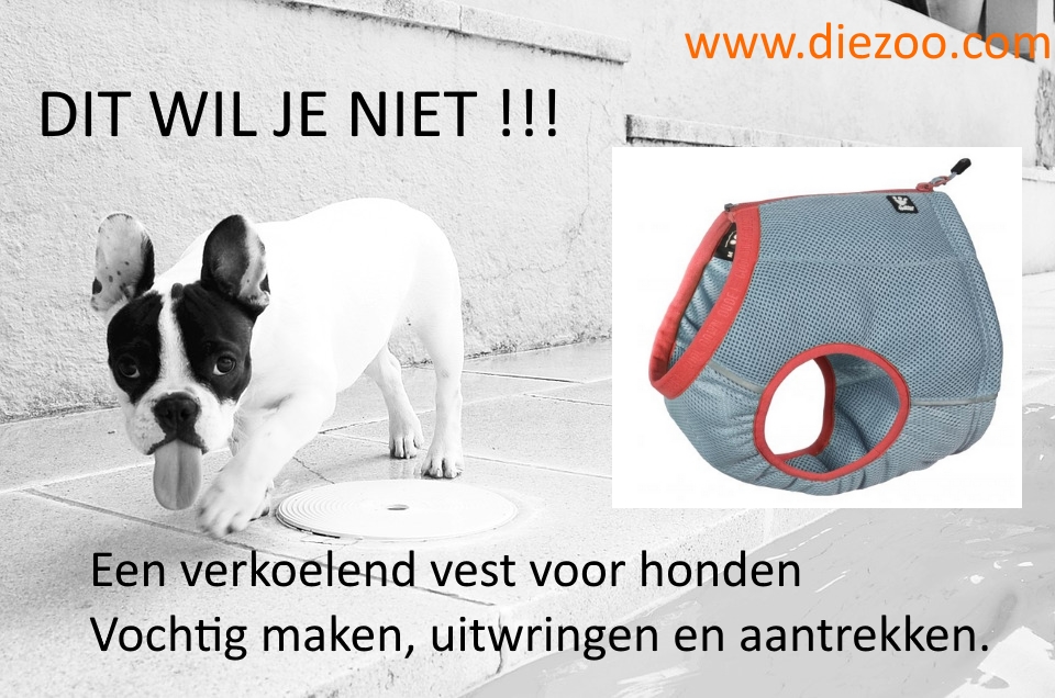Oorspronkelijke afbeelding van een hond en een koelvest