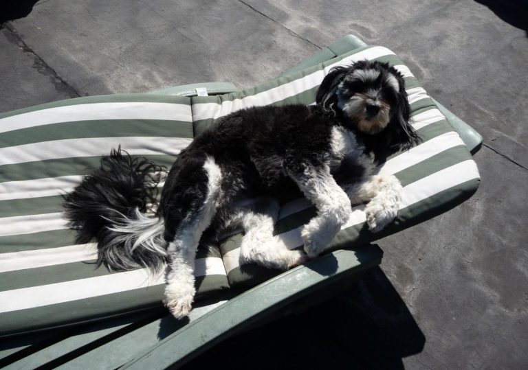 Hond rust buiten op een ligstoel