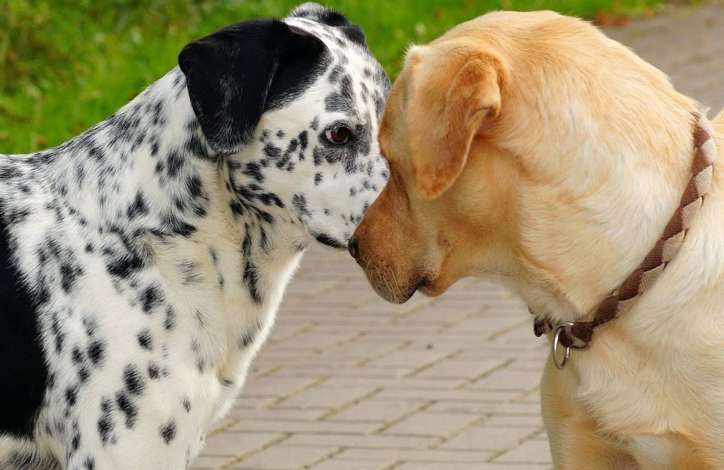 Twee honden begroeten elkaar