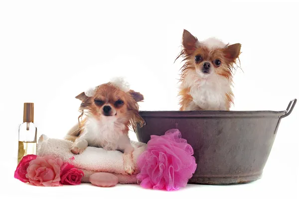 Twee kleine honden bij een wasbak met verzorgingsspullen