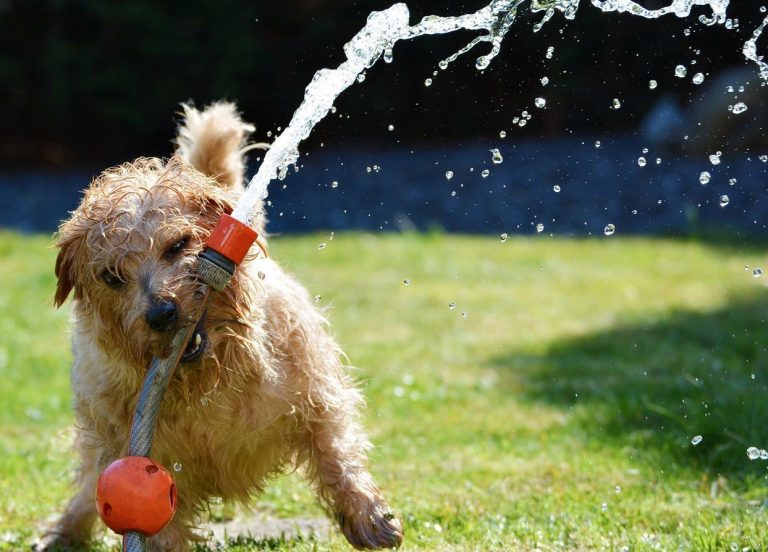 Hond speelt met sproeiend water