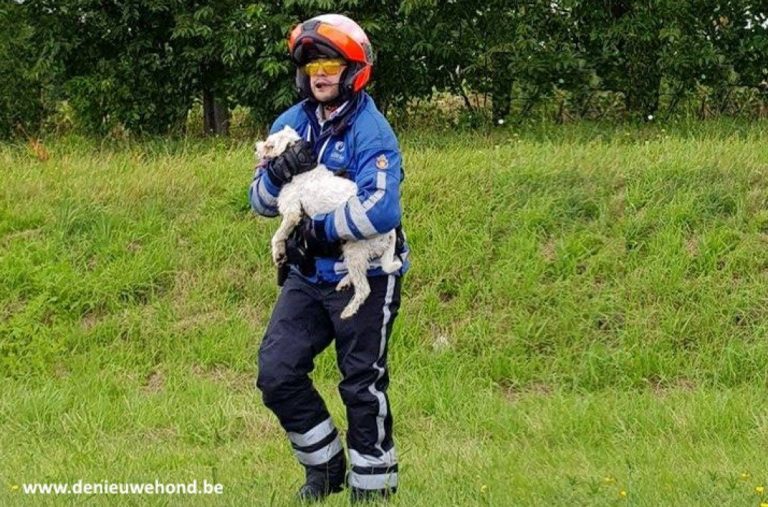 Politieagent draagt een kleine hond
