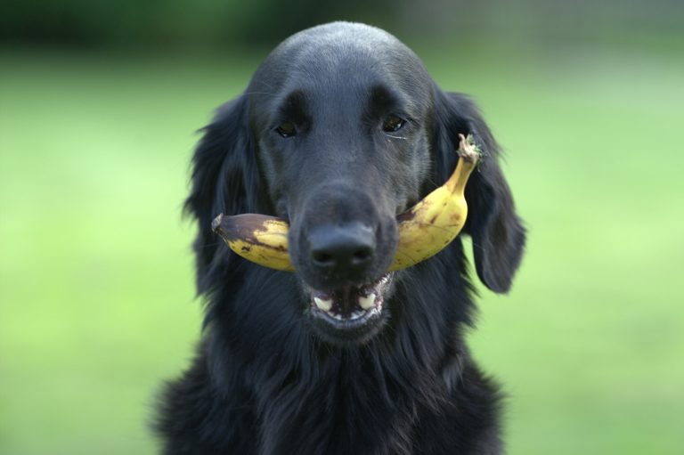 Zwarte hond houdt een banaan vast