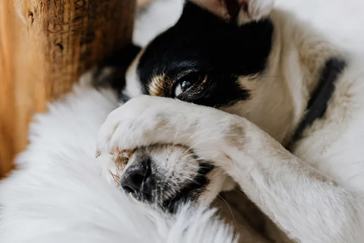 Zwart-witte hond ligt met een poot over de snuit