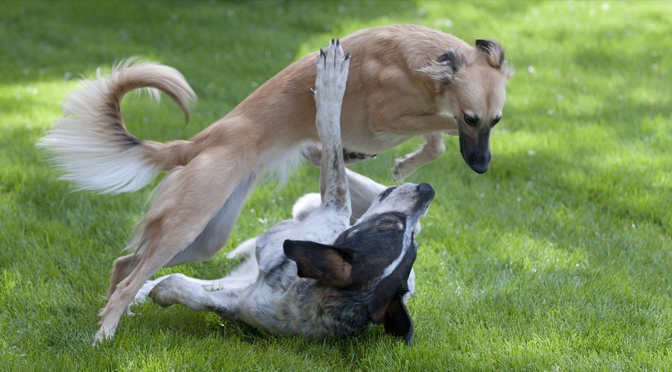 Twee windhonden spelen samen