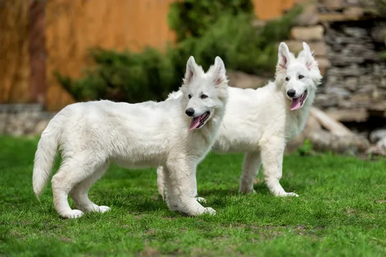 Witte Zwitserse Herder