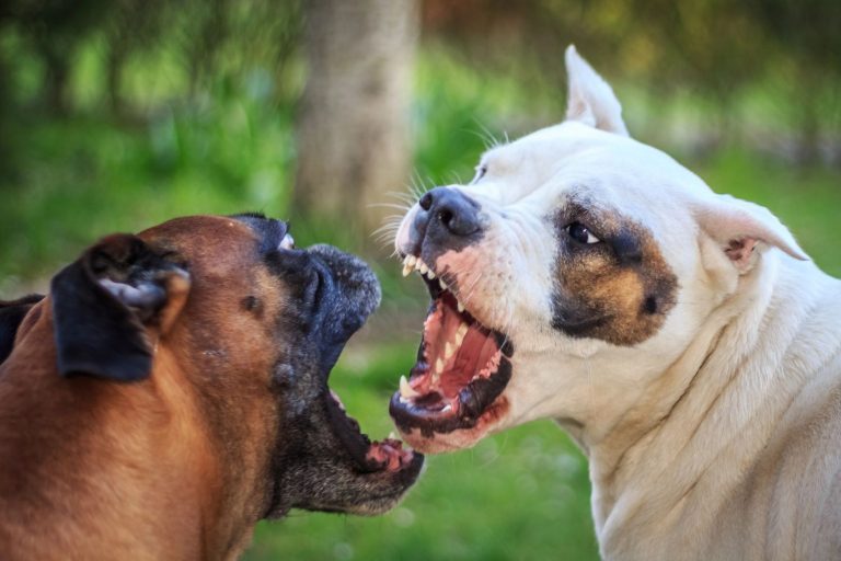 Twee honden staan tegenover elkaar met geopende bek