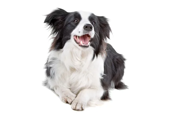 Zwart-witte hond ligt met de voorpoten vooruit tegen een witte achtergrond