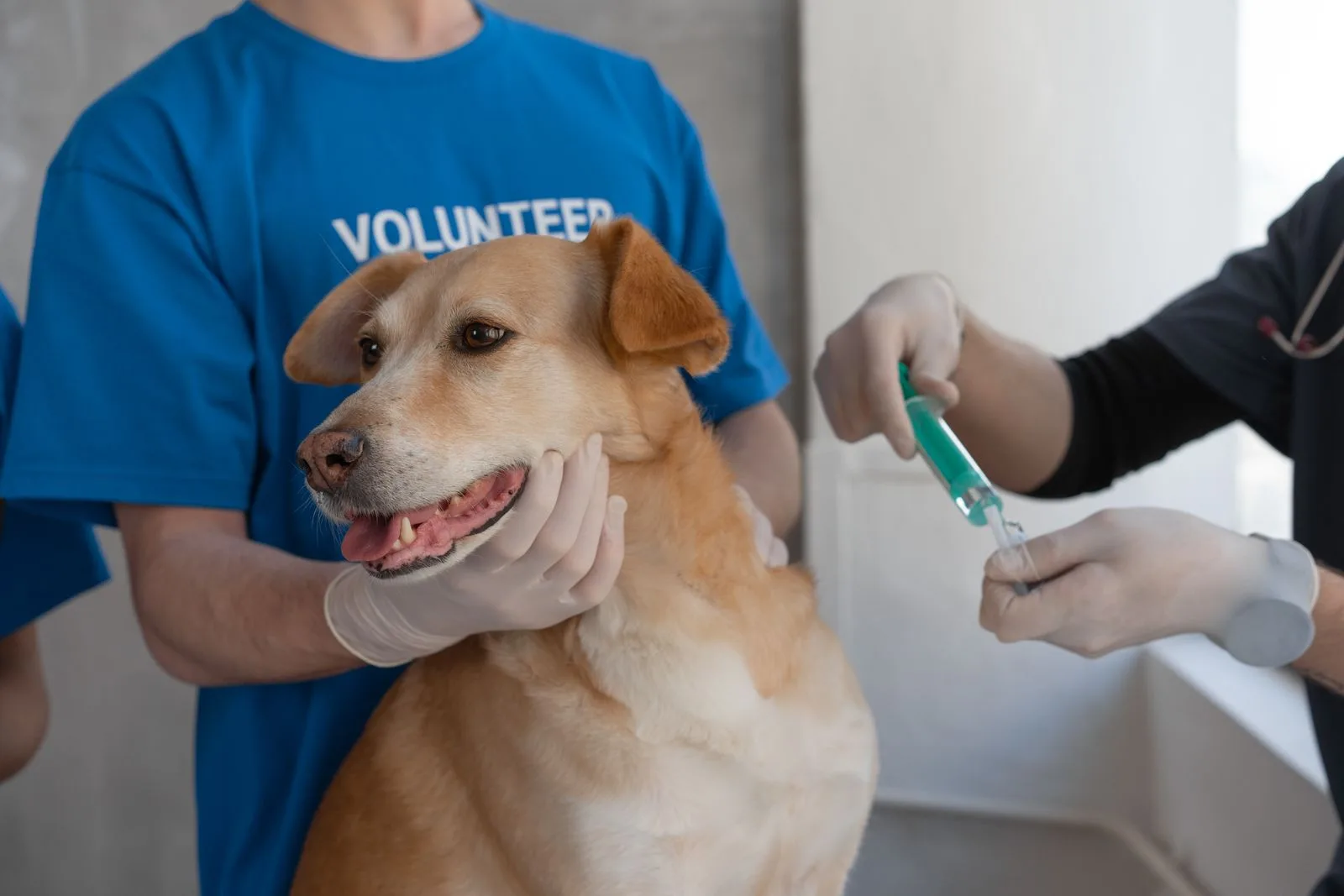 Een hond wordt vastgehouden tijdens een injectie bij de dierenarts