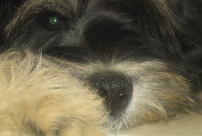 Portret van een ruwharige hond