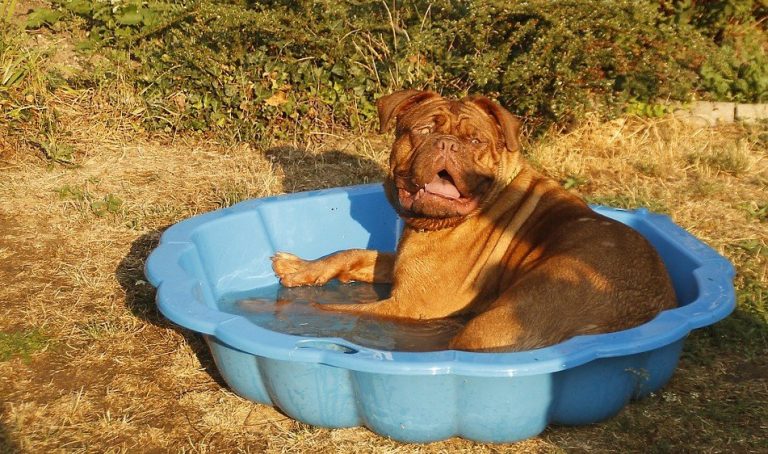 Grote hond in een ondiep hondenbad