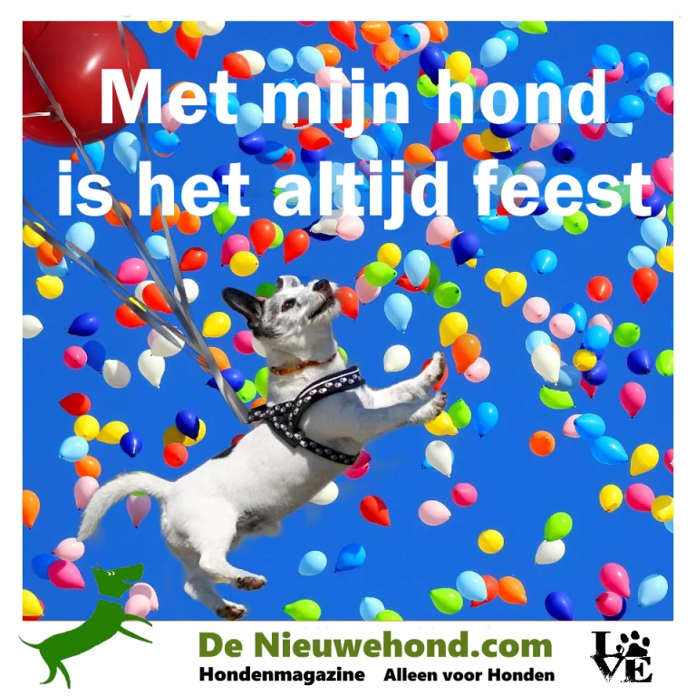 Spreuk: met mijn hond is het altijd feest