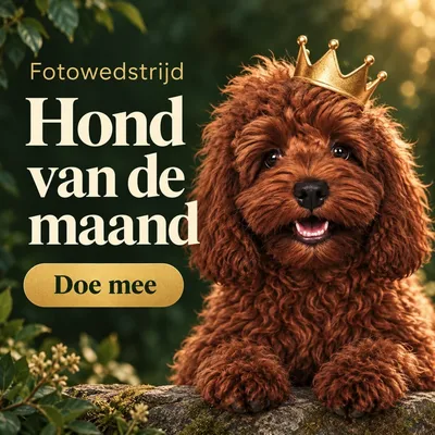 Hond van de maand: doe mee aan de fotowedstrijd