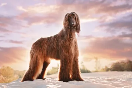 Afghaanse Windhond