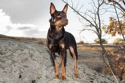 Australian Kelpie