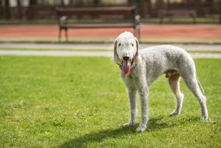 Bedlington Terriër