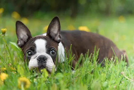 Boston Terriër