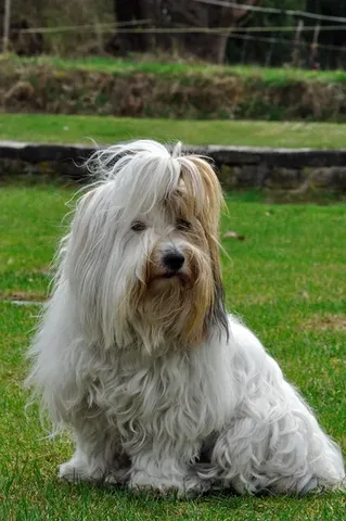 Coton de Tuléar