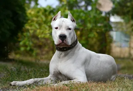 Argentijnse Dog