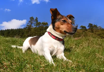 Jack Russell Terriër