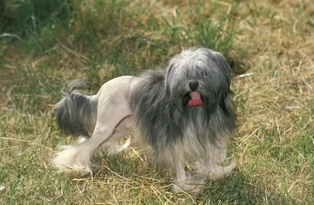 Leeuwhondje