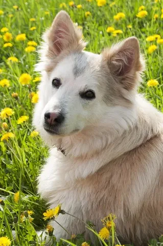 Oost-Siberische Laika