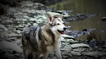 Saarlooswolfhond