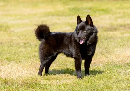 Schipperke