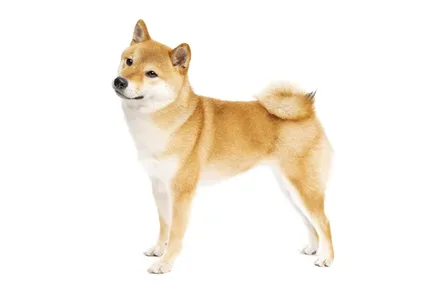 Shiba Inu
