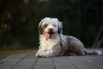 Spaanse Waterhond