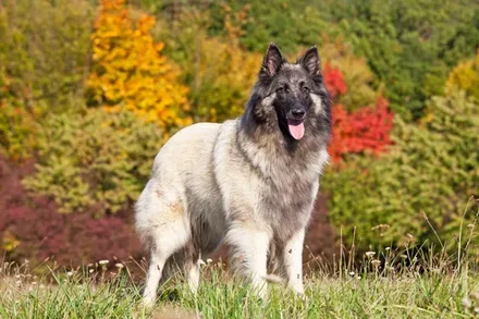 Tervuerense Herder