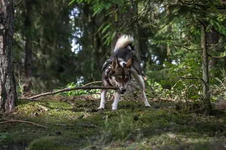 West-Siberische Laika