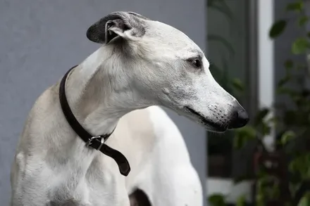 Whippet