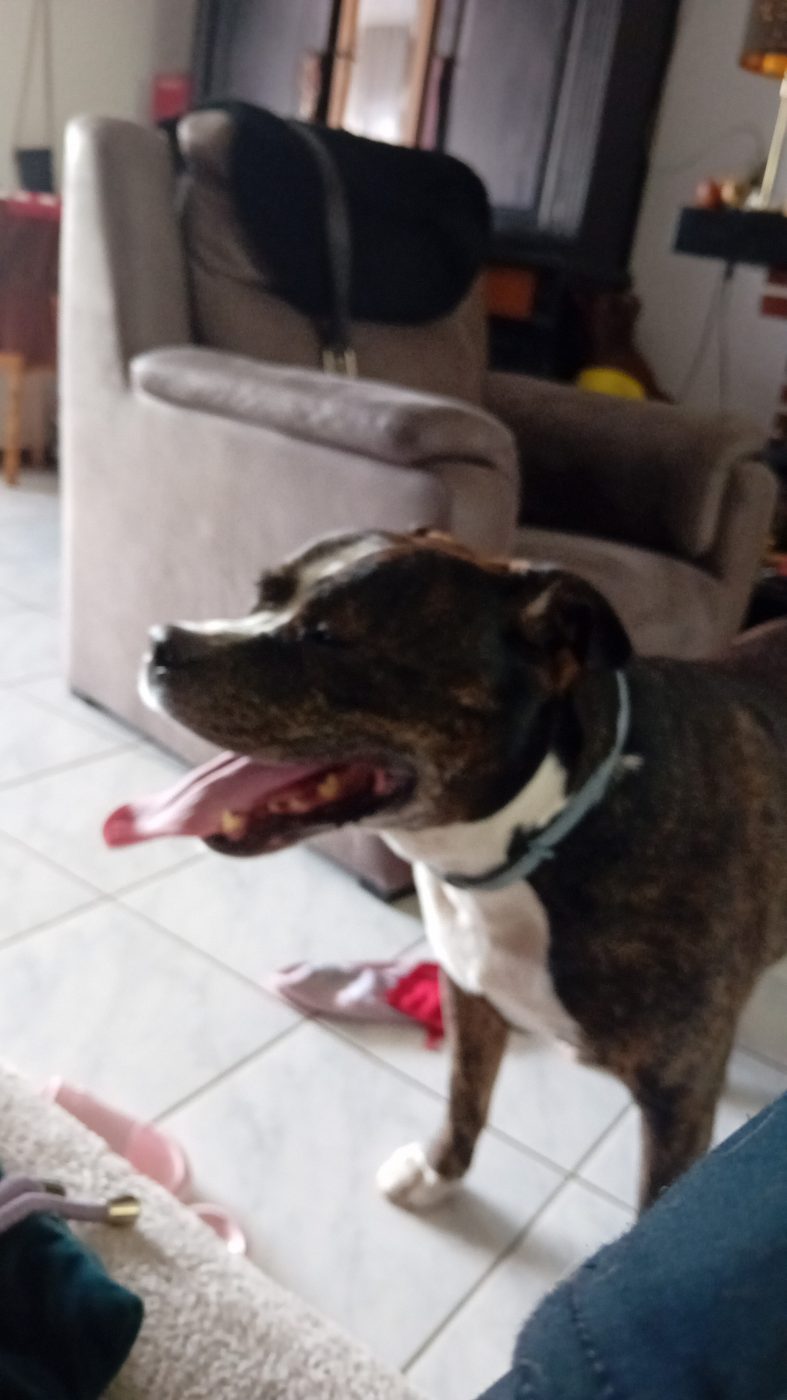 Bullet, American Staffordshire Terrier