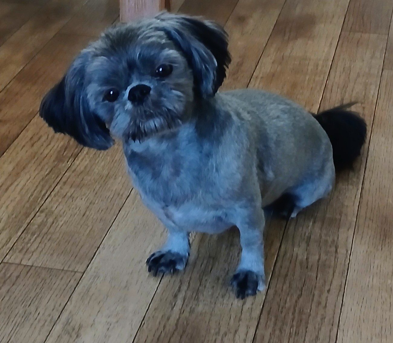 Baerke, Shih Tzu