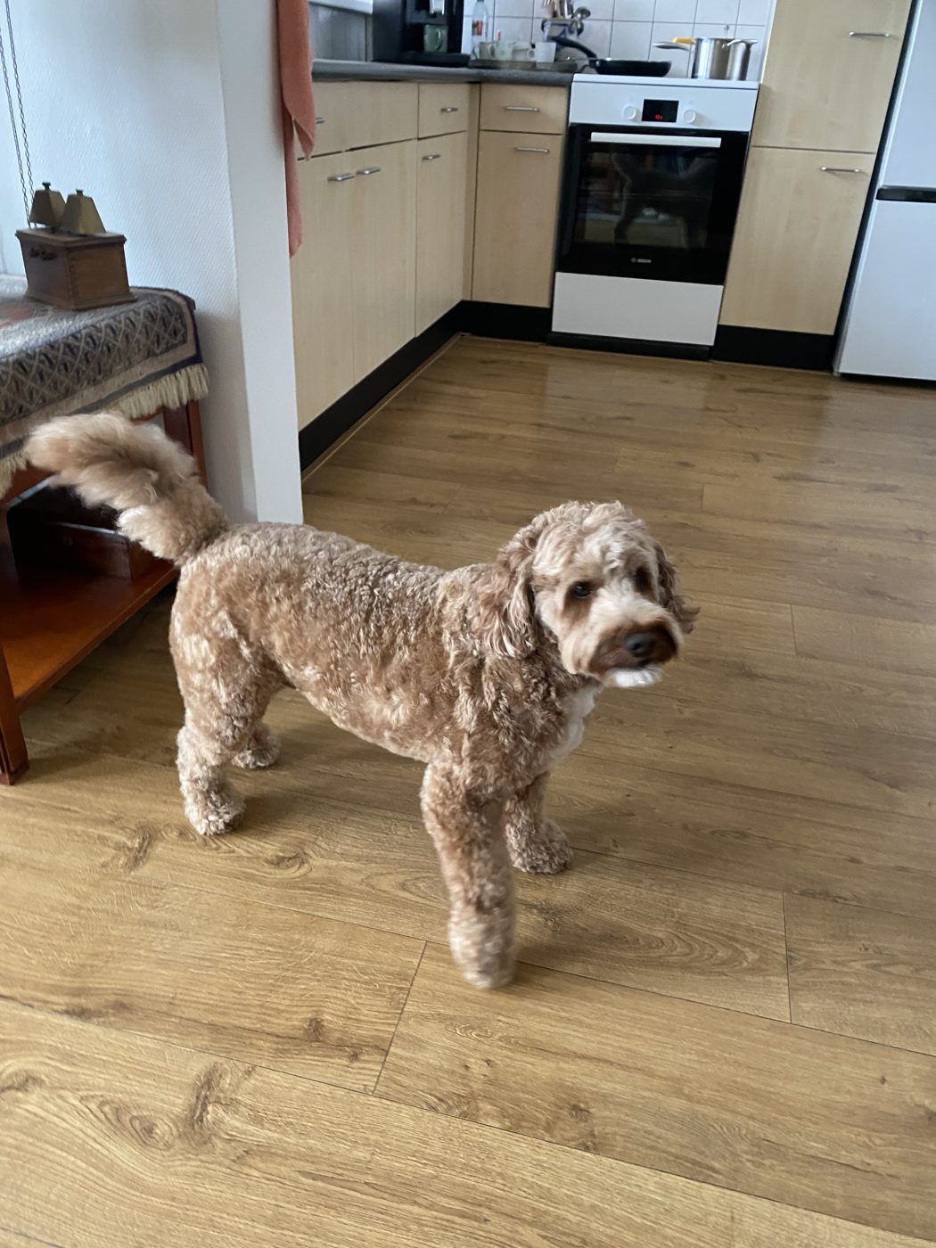 Nouka, Labradoodle
